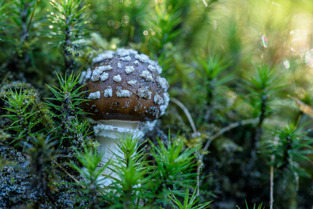 Panteramaniet, Amanita pantherina