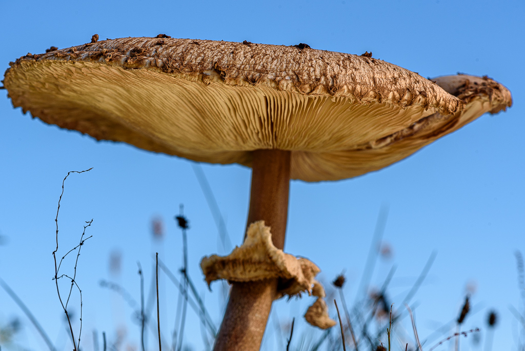 Grote parasolzwam, Macolepiota procera