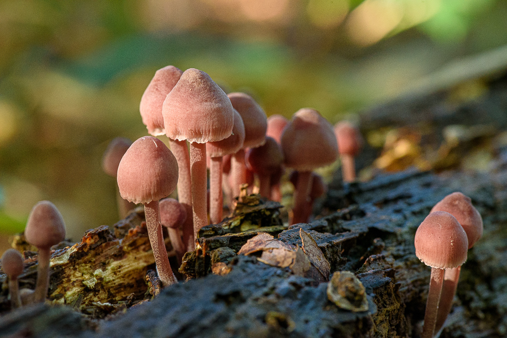 Grote bloedsteelmycena, Mycena haematopus