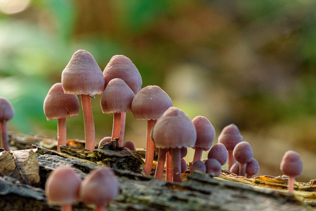 Grote bloedsteelmycena, Mycena haematopus