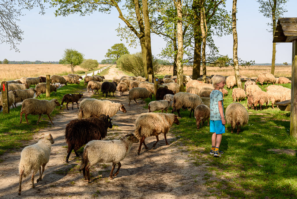 Schaapskudde Dwingelose heide