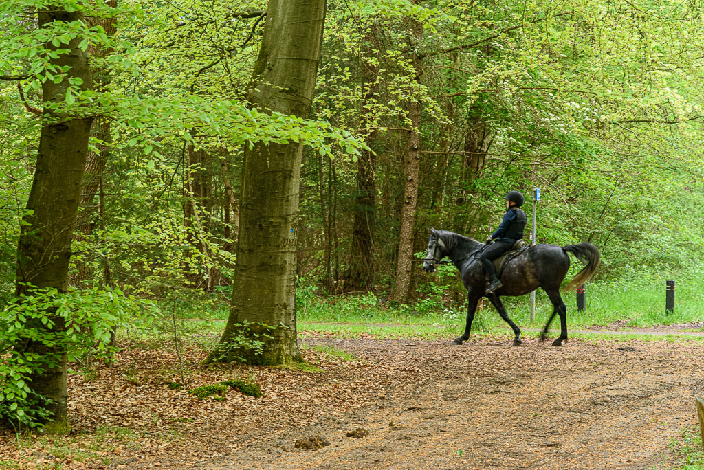 ruiter in bos dwingelo