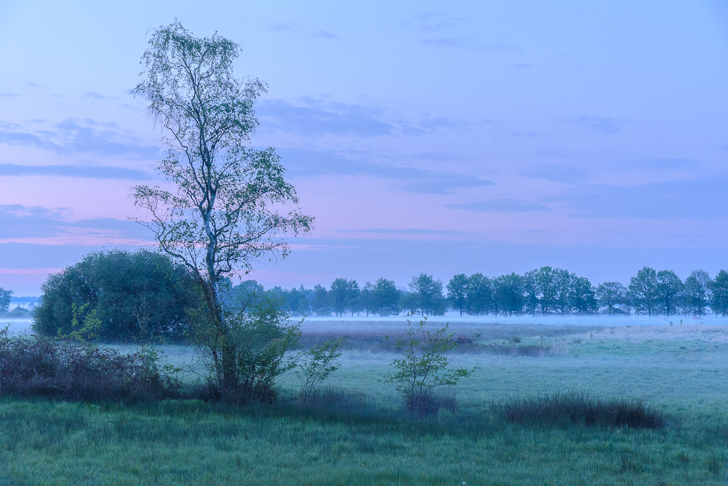 mistig dwingelderveld