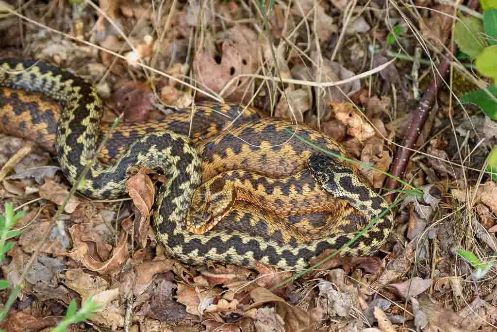 adders bij dwingeloo