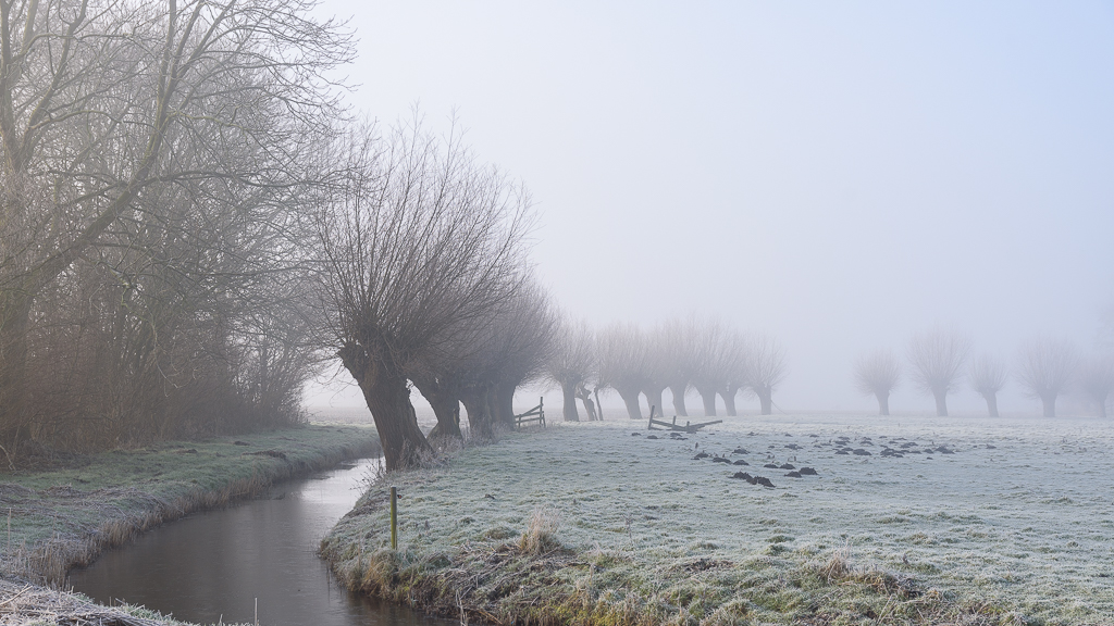 knotwilgen in de mist