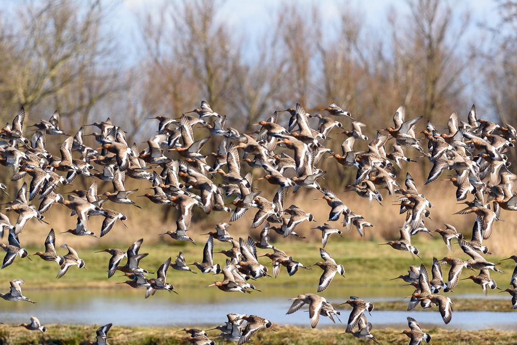 Grutto's in de lucht