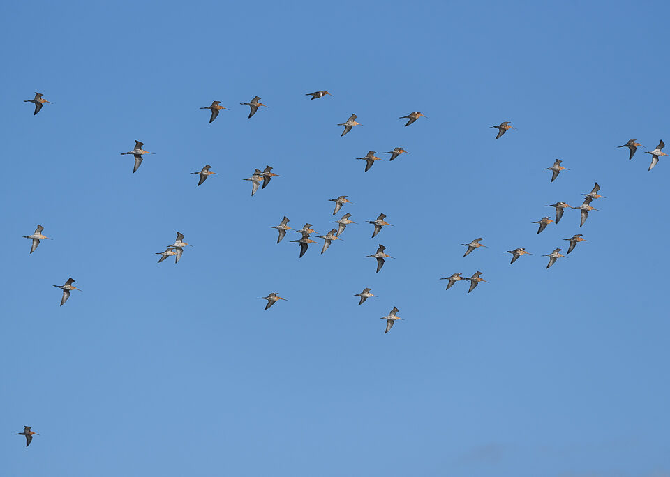 Grutto's in de lucht