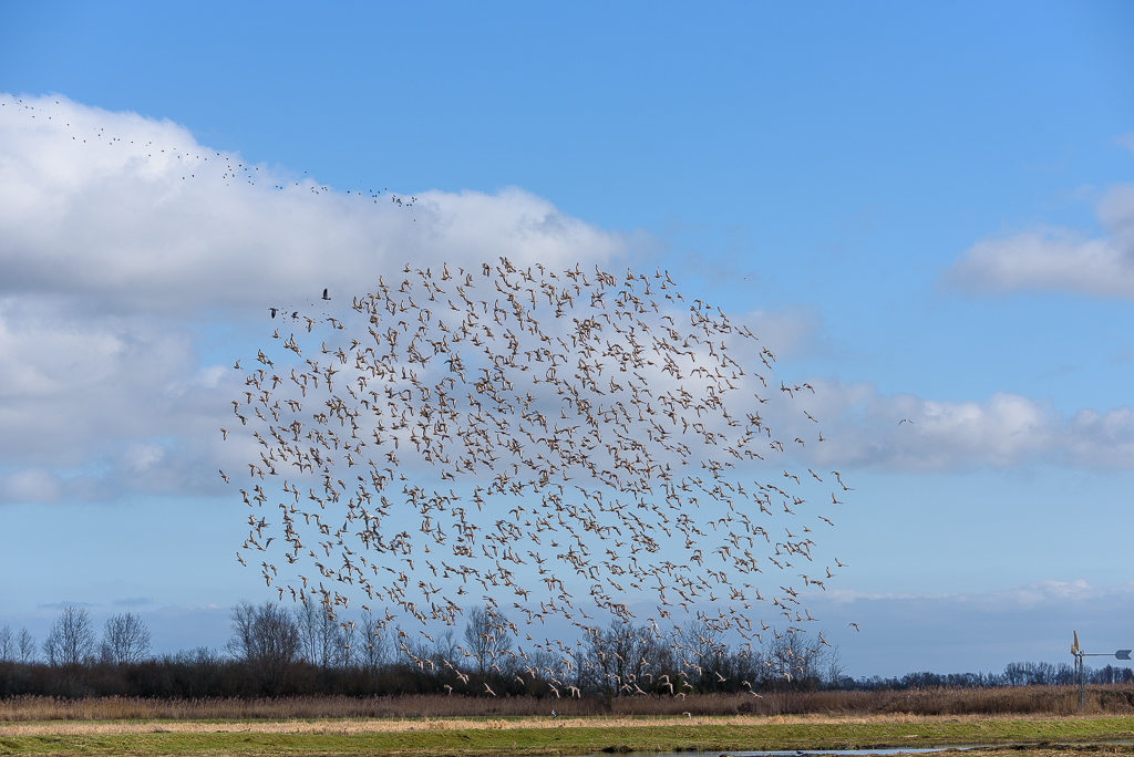 Grutto's in de lucht