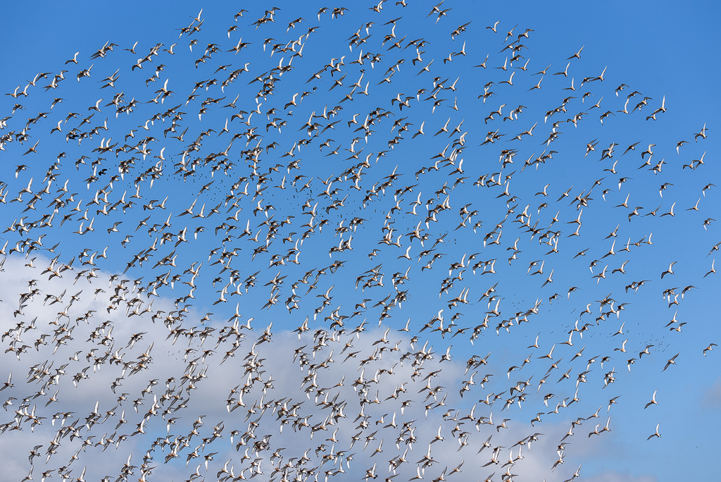 Grutto's in de lucht