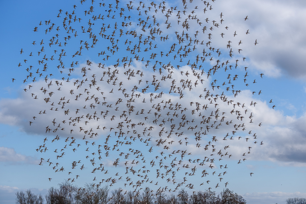 Grutto's in de lucht