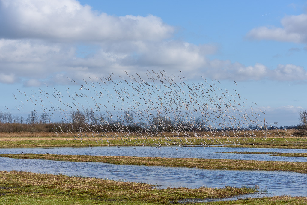 Grutto's in de lucht