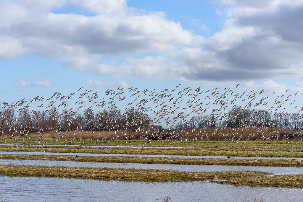 Grutto's in de lucht