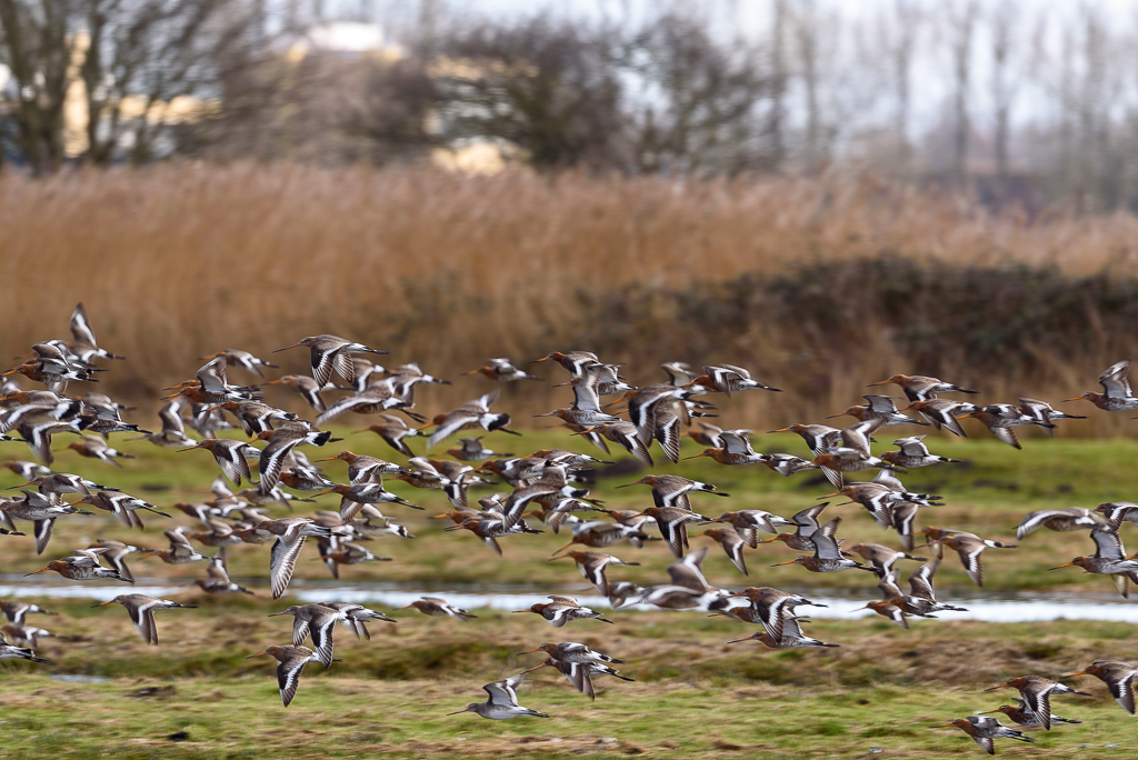 Grutto's in de lucht