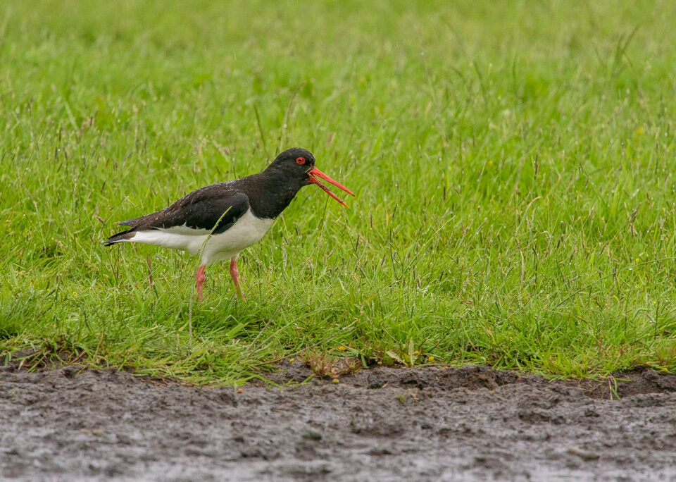 Scholekster, Ilperveld