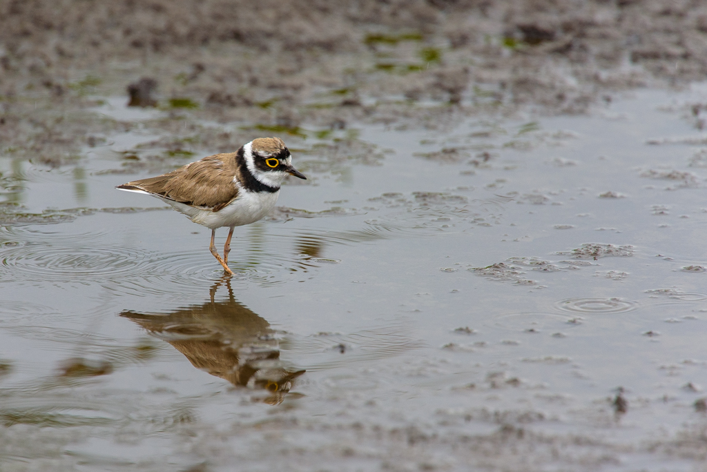 Kleine Plevier, Ilperveld