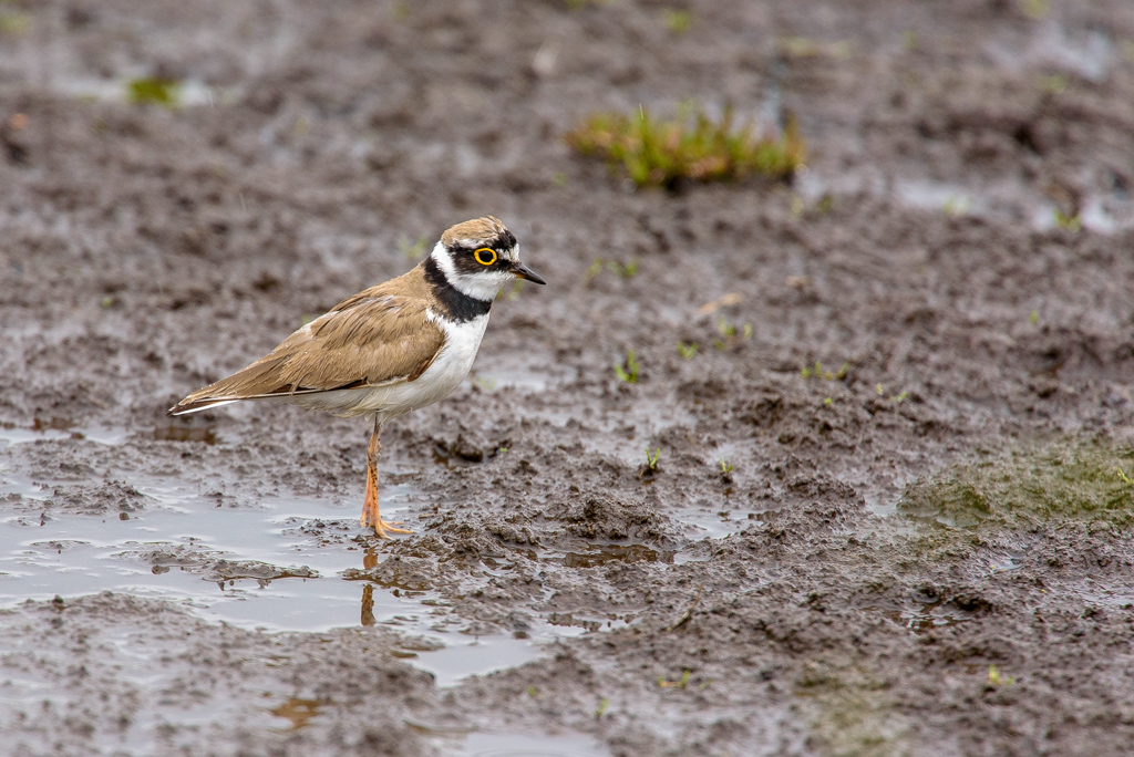 Kleine Plevier, Ilperveld