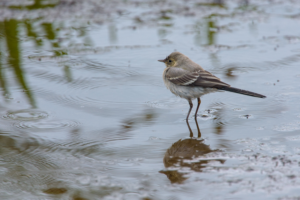 Witte Kwikstaart juveniel, Ilperveld