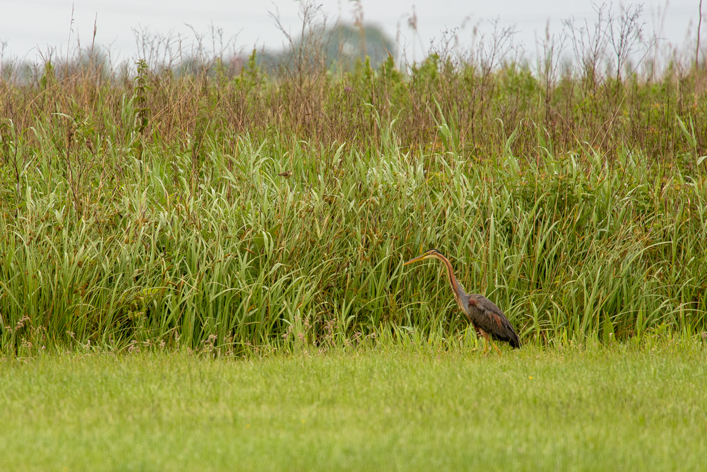Purperreiger, Ilperveld