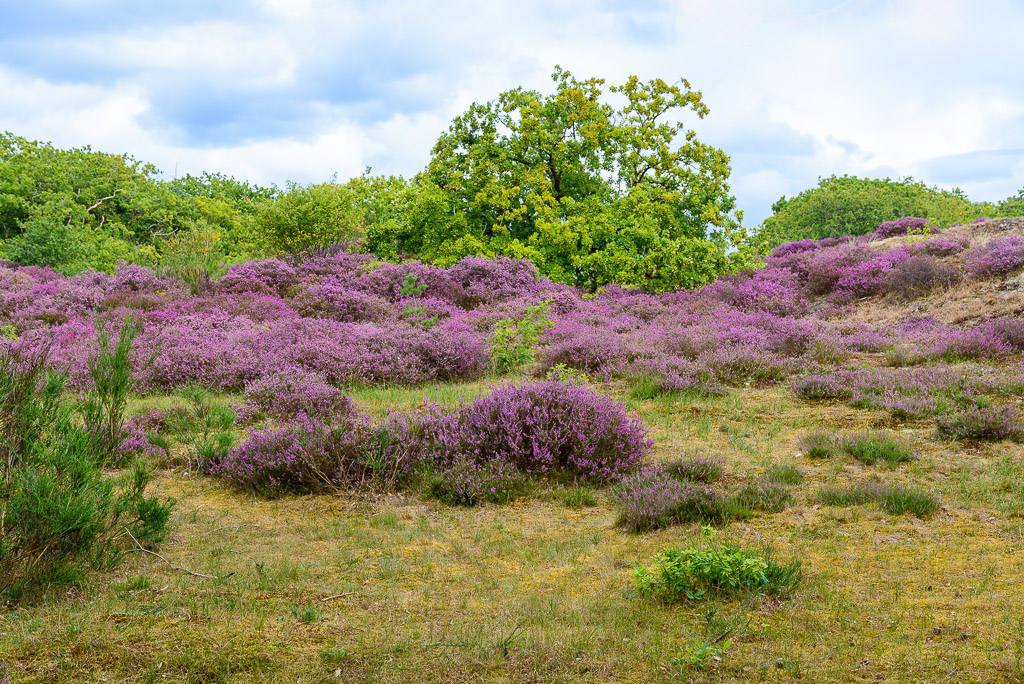 Heide in duinen bij Bergen