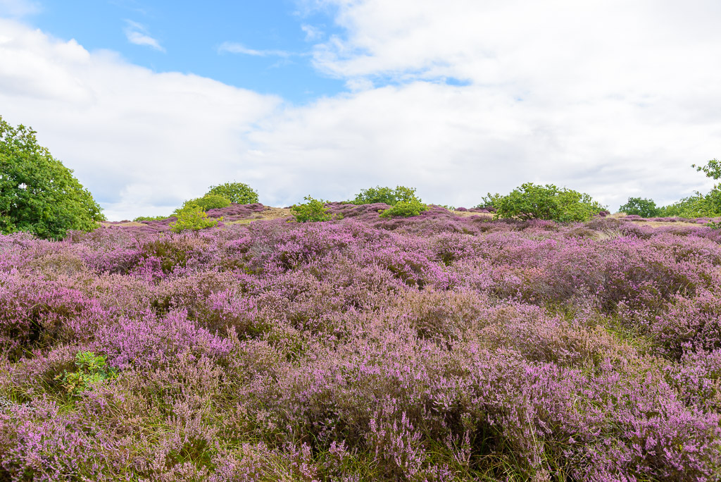 Heide in duinen bij Bergen