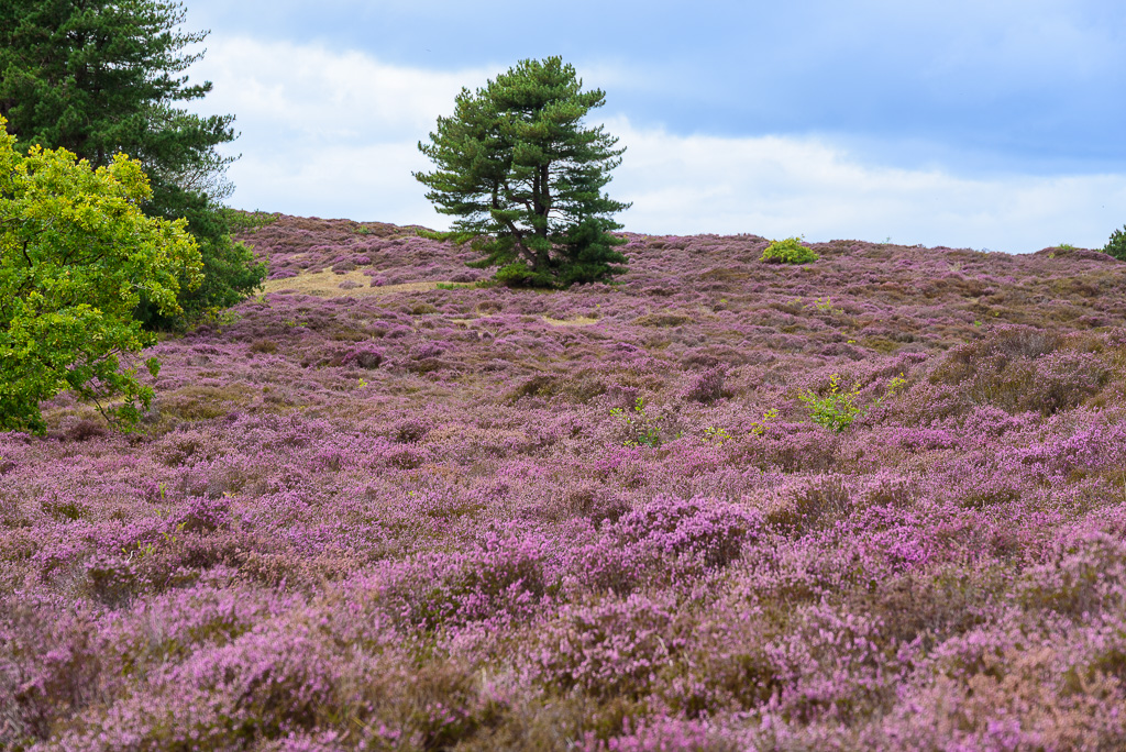 Heide in duinen bij Bergen