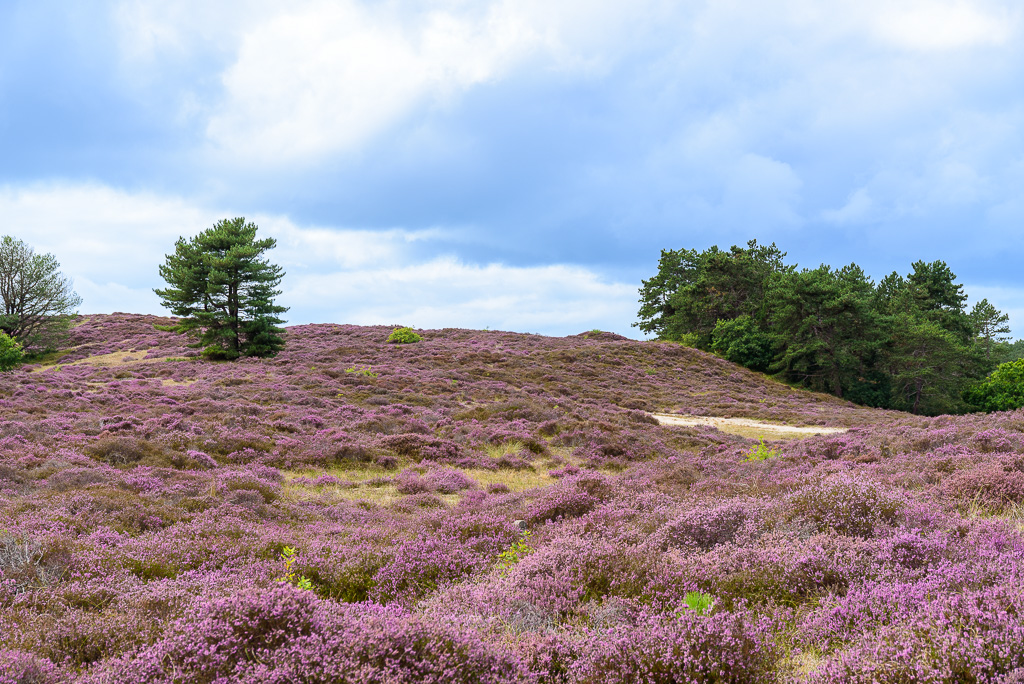 Heide in duinen bij Bergen
