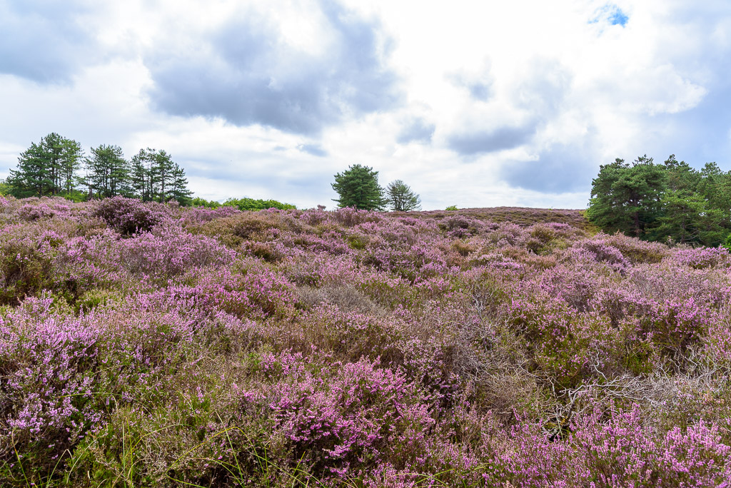 Heide in duinen bij Bergen
