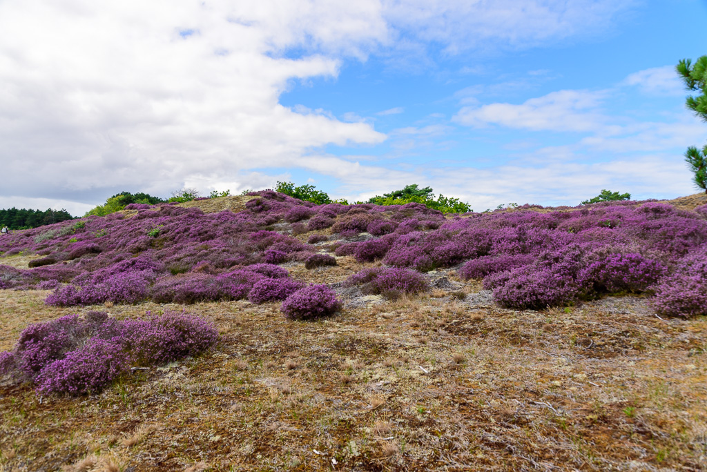 Heide in duinen bij Bergen