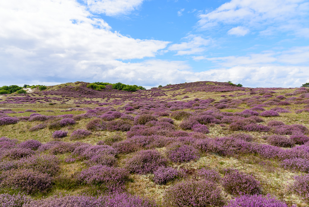 Heide in duinen bij Bergen