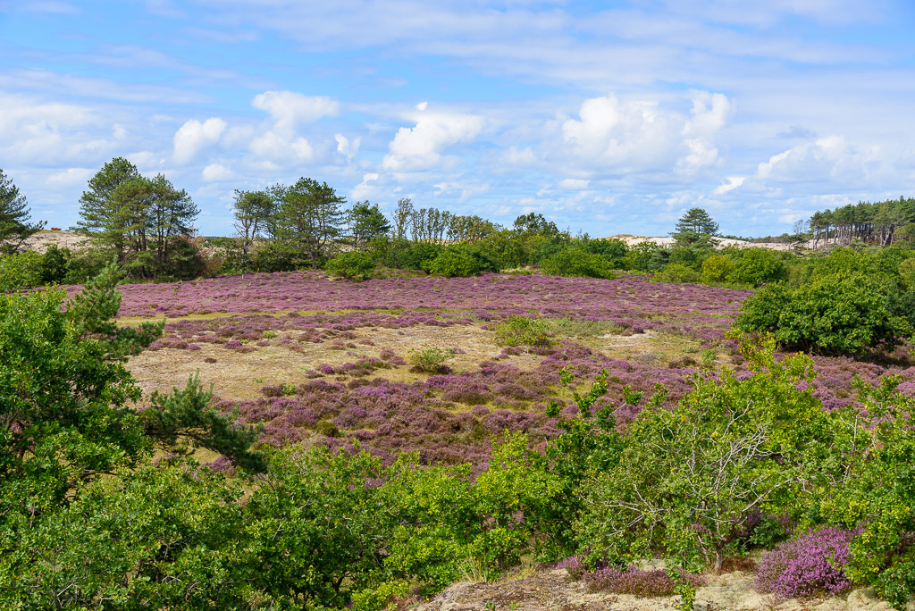 Heide in duinen bij Bergen