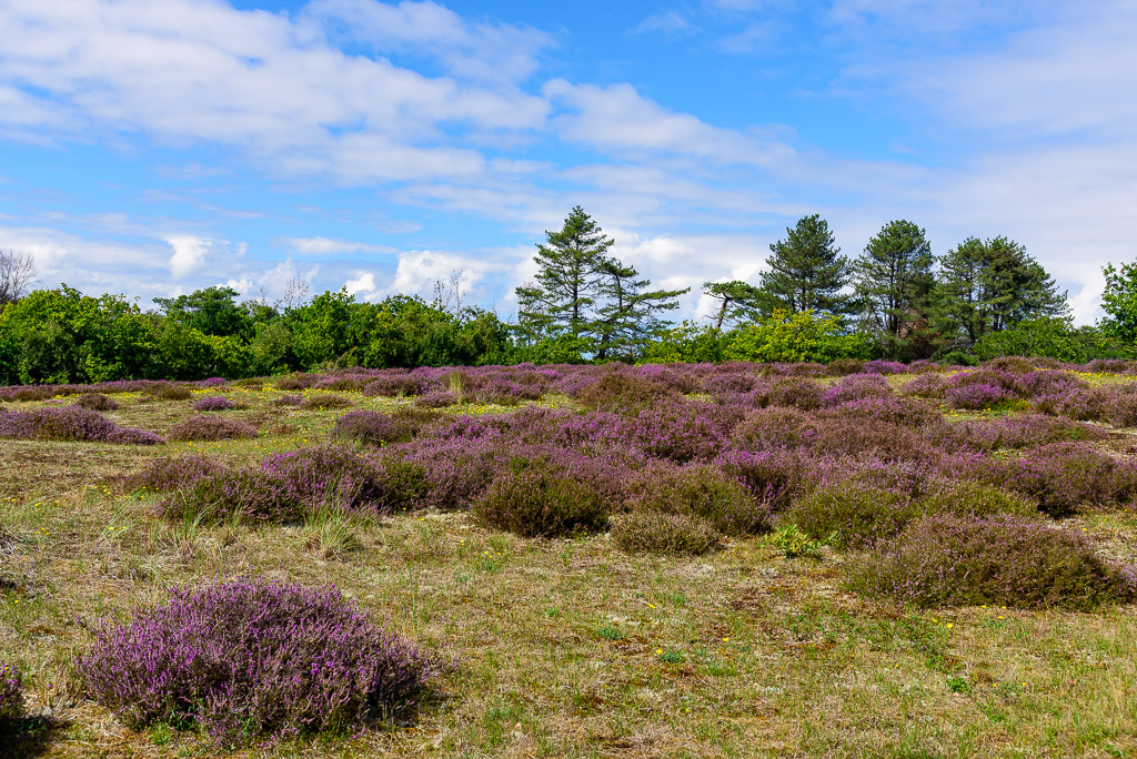 Heide in duinen bij Bergen