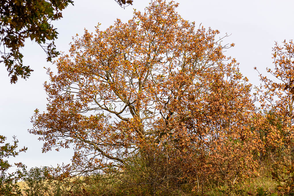 boom in herfstkleuren