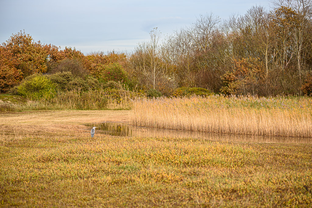 blauwe reiger bij rietplas