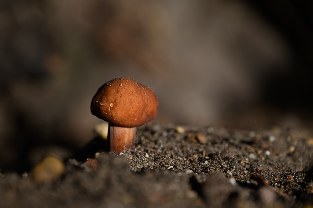 Spoelvoetcollibia